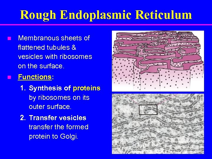 Rough Endoplasmic Reticulum n Membranous sheets of flattened tubules & vesicles with ribosomes on