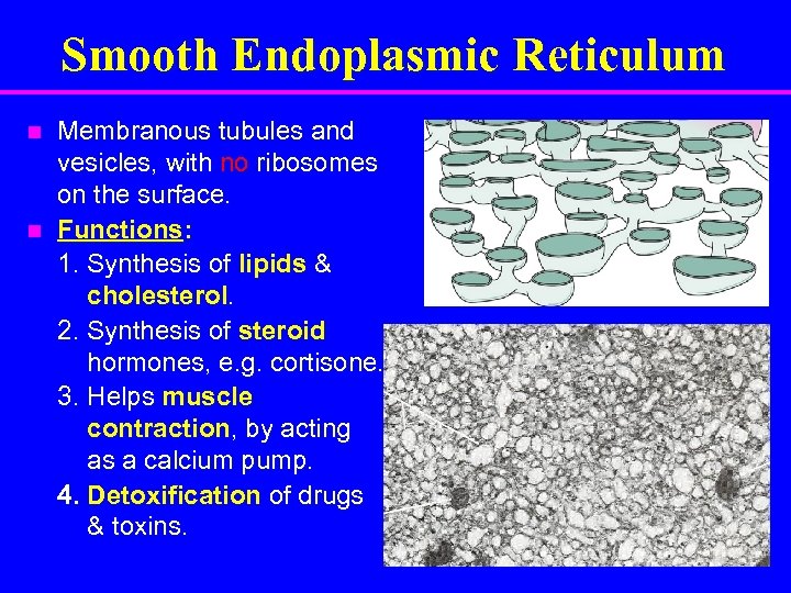 Smooth Endoplasmic Reticulum n n Membranous tubules and vesicles, with no ribosomes on the