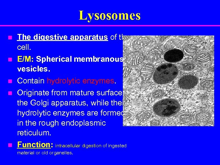 Lysosomes n n n The digestive apparatus of the cell. E/M: Spherical membranous vesicles.