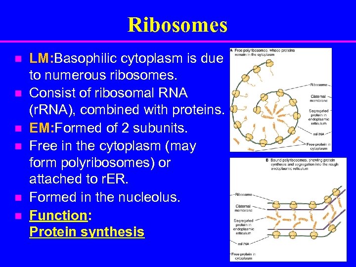 Ribosomes n n n LM: Basophilic cytoplasm is due to numerous ribosomes. Consist of