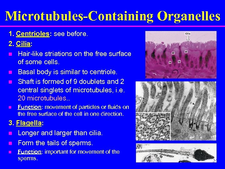 Microtubules-Containing Organelles 1. Centrioles: see before. 2. Cilia: n Hair-like striations on the free