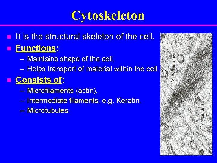 Cytoskeleton n n It is the structural skeleton of the cell. Functions: – Maintains