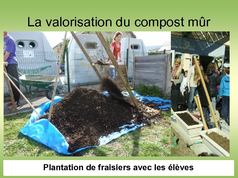 La valorisation du compost mûr Plantation de fraisiers avec les élèves Opération de tamisage
