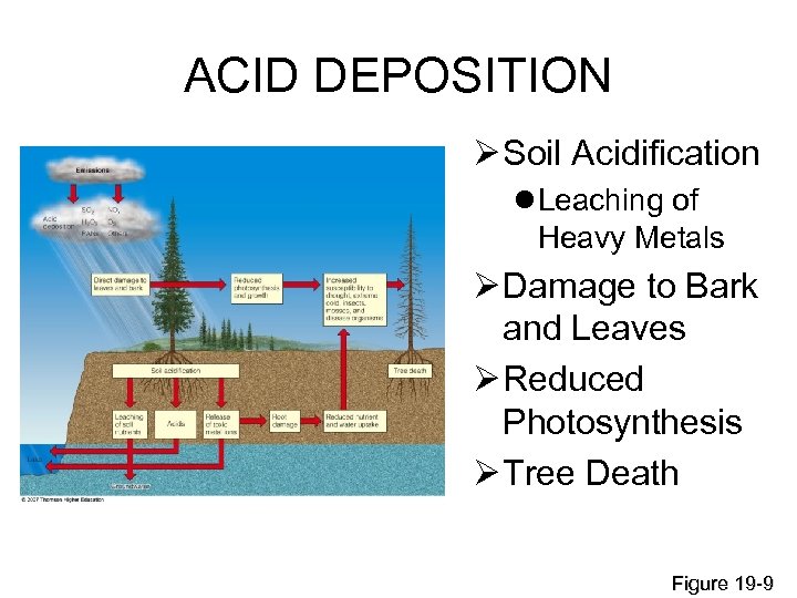 ACID DEPOSITION Ø Soil Acidification l Leaching of Heavy Metals Ø Damage to Bark