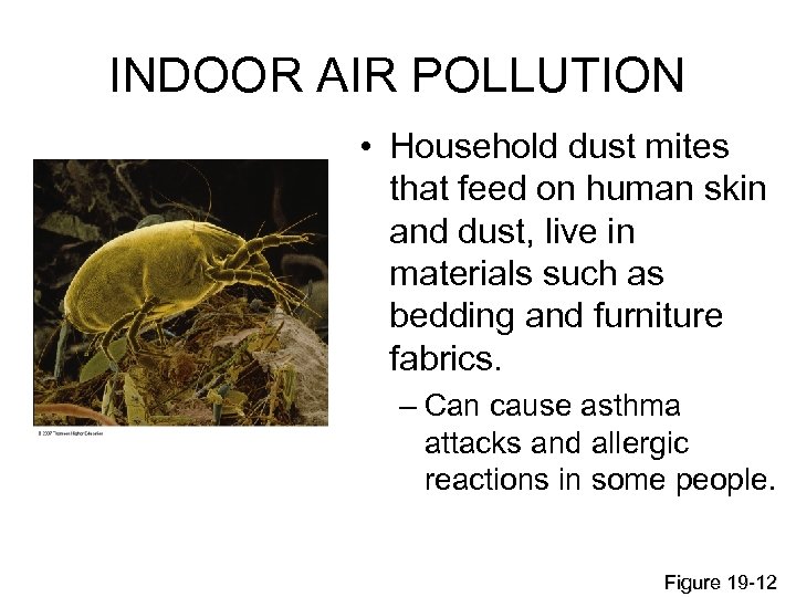 INDOOR AIR POLLUTION • Household dust mites that feed on human skin and dust,