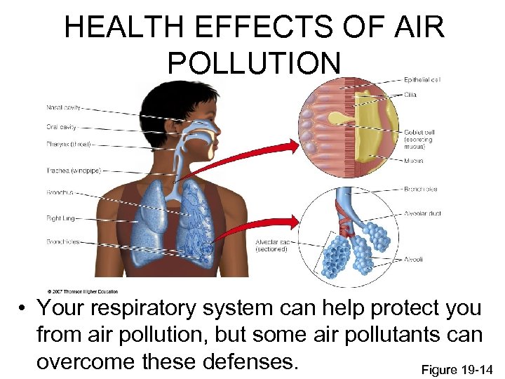 HEALTH EFFECTS OF AIR POLLUTION • Your respiratory system can help protect you from