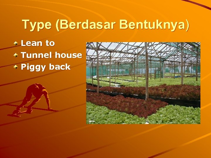 Type (Berdasar Bentuknya) Lean to Tunnel house Piggy back 