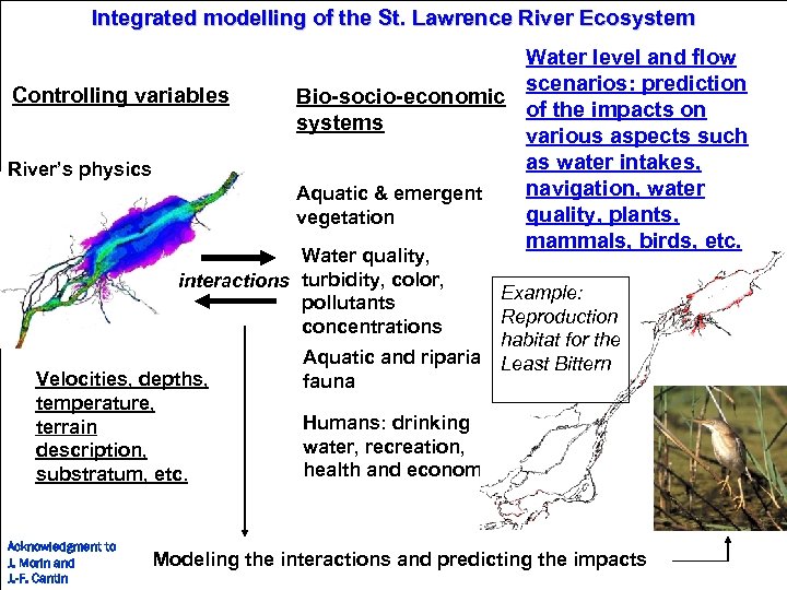 Integrated modelling of the St. Lawrence River Ecosystem Controlling variables River’s physics Water level