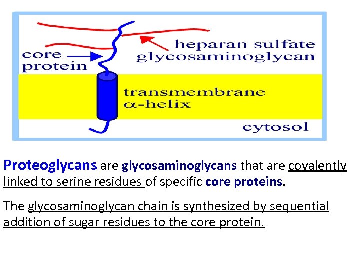 Proteoglycans are glycosaminoglycans that are covalently linked to serine residues of specific core proteins.