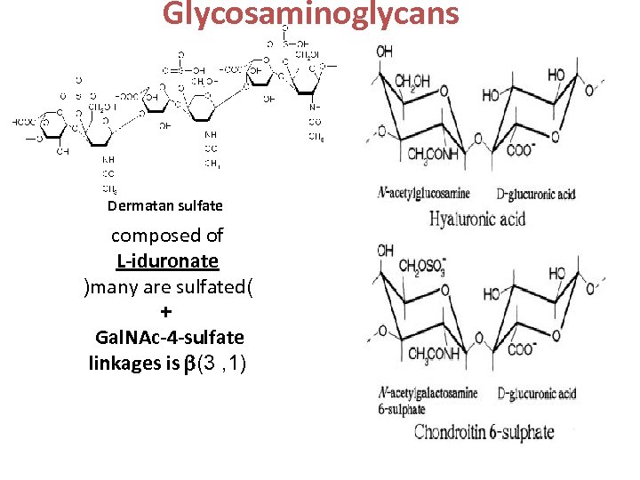 Glycosaminoglycans Dermatan sulfate composed of L-iduronate )many are sulfated( + Gal. NAc-4 -sulfate linkages