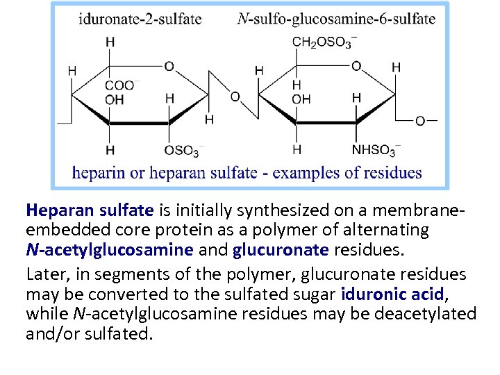 Heparan sulfate is initially synthesized on a membraneembedded core protein as a polymer of