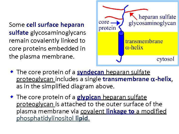 Some cell surface heparan sulfate glycosaminoglycans remain covalently linked to core proteins embedded in