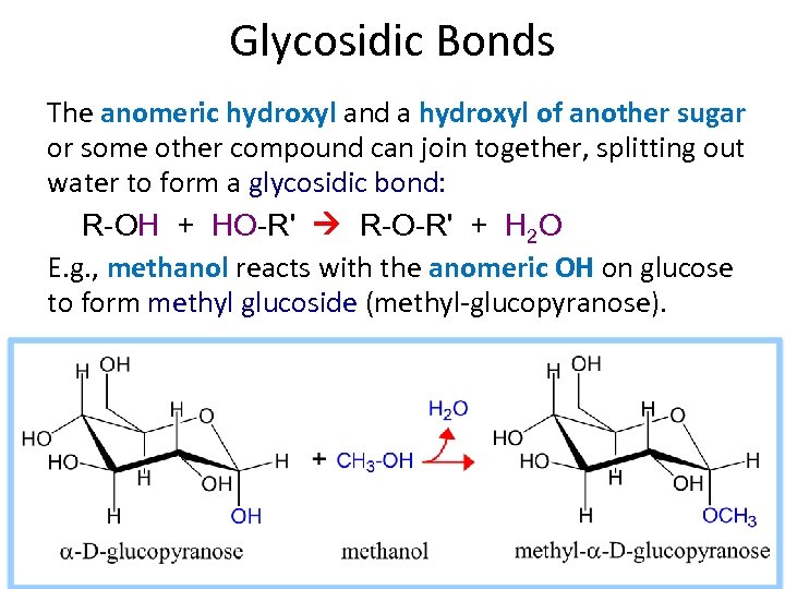 Glycosidic Bonds The anomeric hydroxyl and a hydroxyl of another sugar or some other