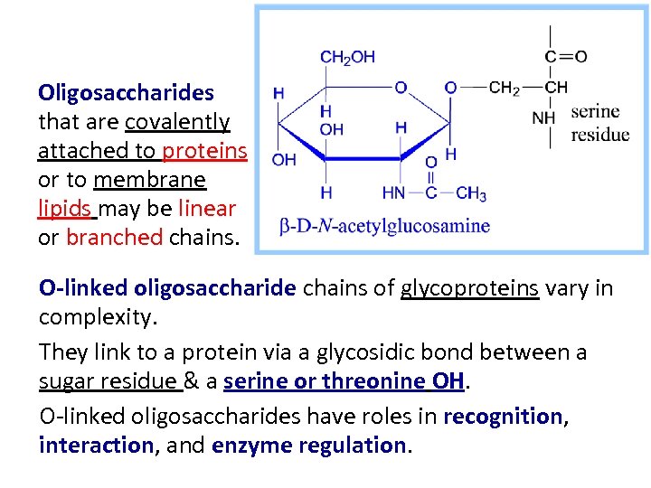 Oligosaccharides that are covalently attached to proteins or to membrane lipids may be linear