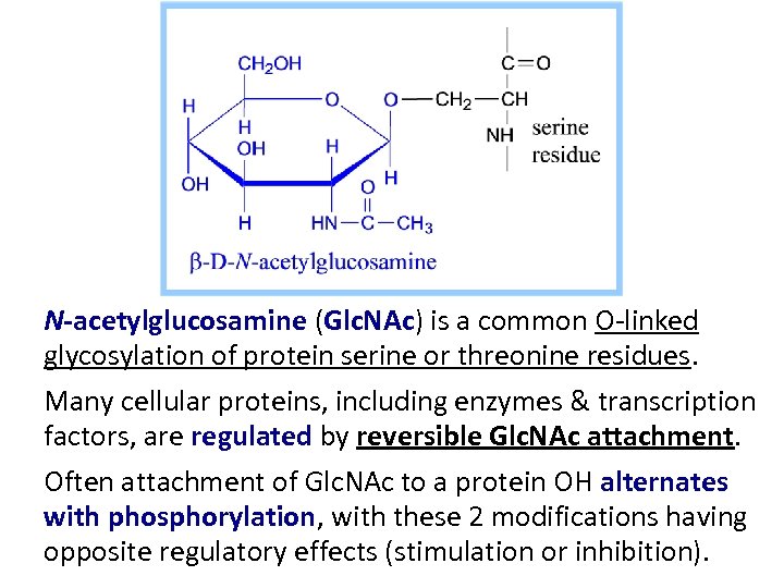 N-acetylglucosamine (Glc. NAc) is a common O-linked glycosylation of protein serine or threonine residues.