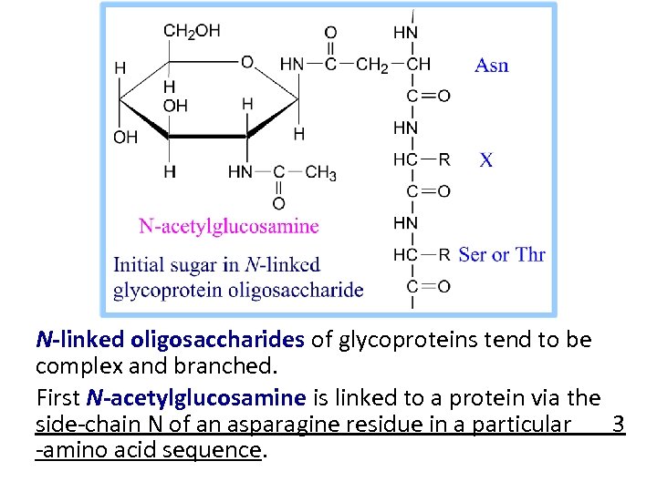 N-linked oligosaccharides of glycoproteins tend to be complex and branched. First N-acetylglucosamine is linked