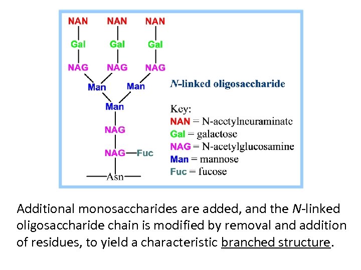 Additional monosaccharides are added, and the N-linked oligosaccharide chain is modified by removal and