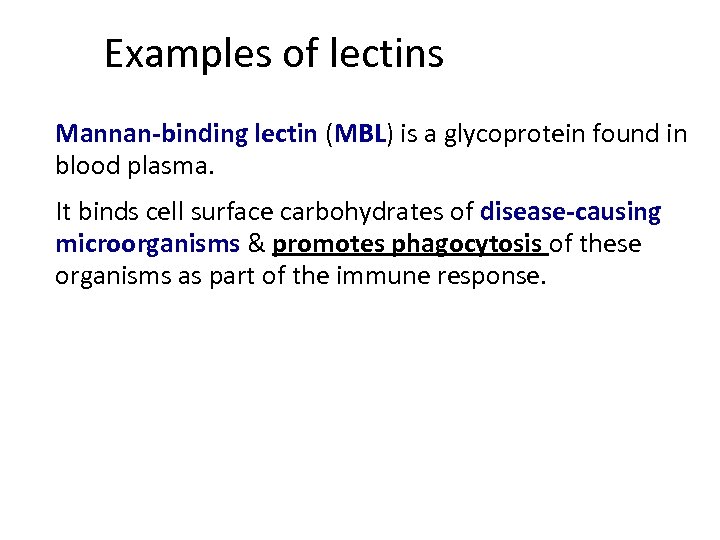 Examples of lectins Mannan-binding lectin (MBL) is a glycoprotein found in blood plasma. It