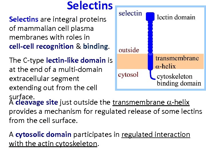 Selectins are integral proteins of mammalian cell plasma membranes with roles in cell-cell recognition