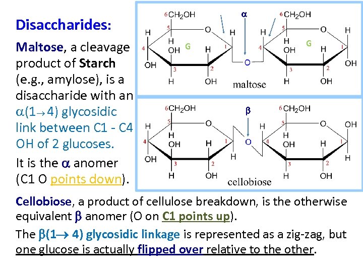 a Disaccharides: Maltose, a cleavage product of Starch (e. g. , amylose), is a