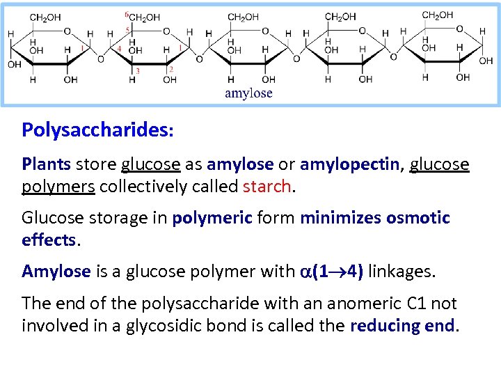 Polysaccharides: Plants store glucose as amylose or amylopectin, glucose polymers collectively called starch. Glucose