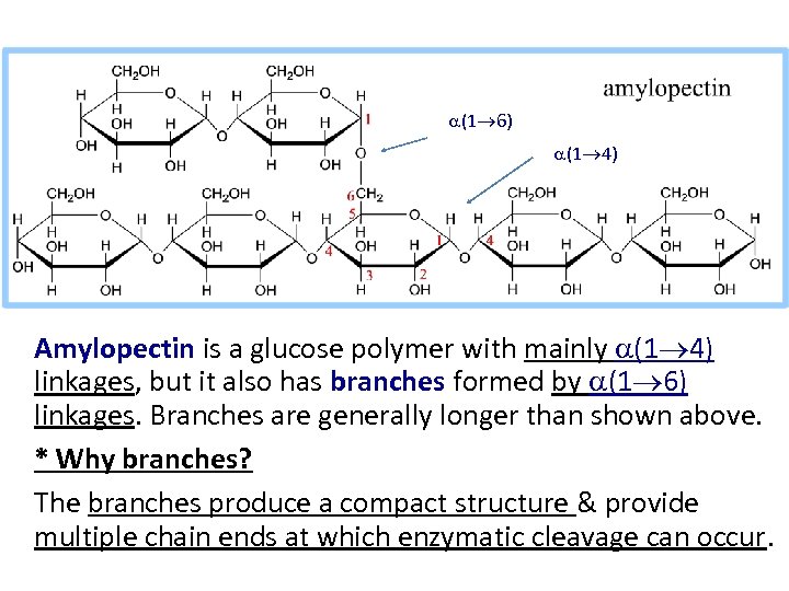 a(1 6) a(1 4) Amylopectin is a glucose polymer with mainly a(1 4) linkages,