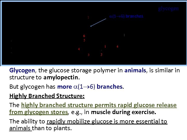 a(1 6) branches Glycogen, the glucose storage polymer in animals, is similar in structure