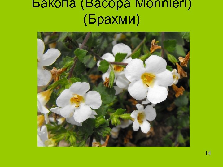 Бакопа (Bacopa Monnieri) (Брахми) 14 