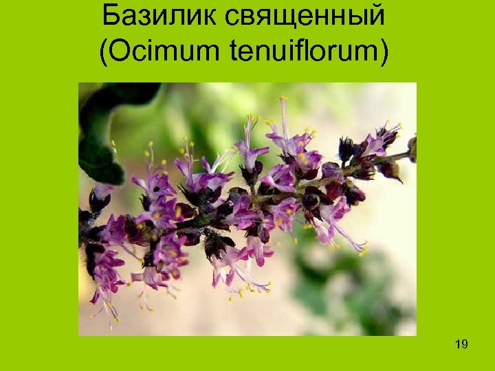 Базилик священный (Ocimum tenuiflorum) 19 