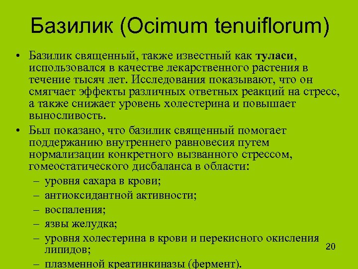 Базилик (Ocimum tenuiflorum) • Базилик священный, также известный как туласи, использовался в качестве лекарственного