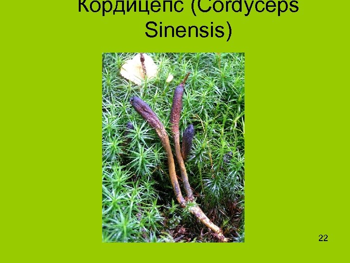 Кордицепс (Cordyceps Sinensis) 22 