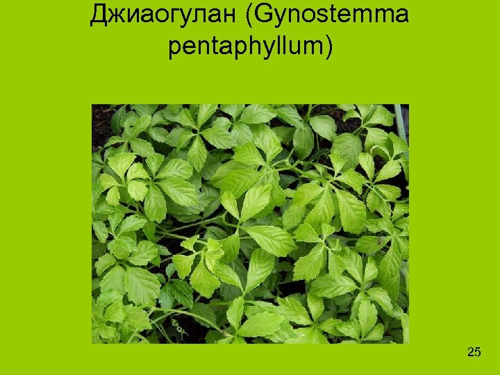 Джиаогулан (Gynostemma pentaphyllum) 25 