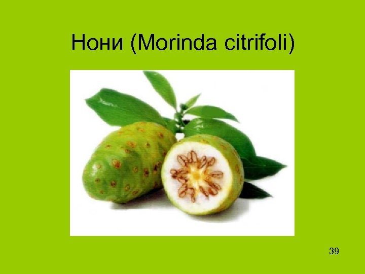 Нони (Morinda citrifoli) 39 