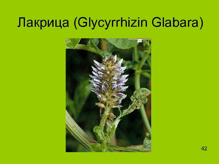 Лакрица (Glycyrrhizin Glabara) 42 