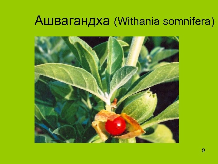 Ашвагандха (Withania somnifera) 9 