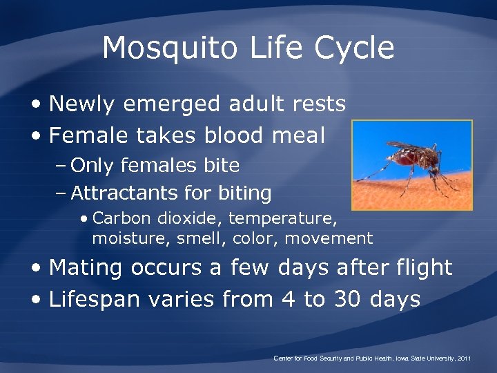 Mosquito Life Cycle • Newly emerged adult rests • Female takes blood meal –