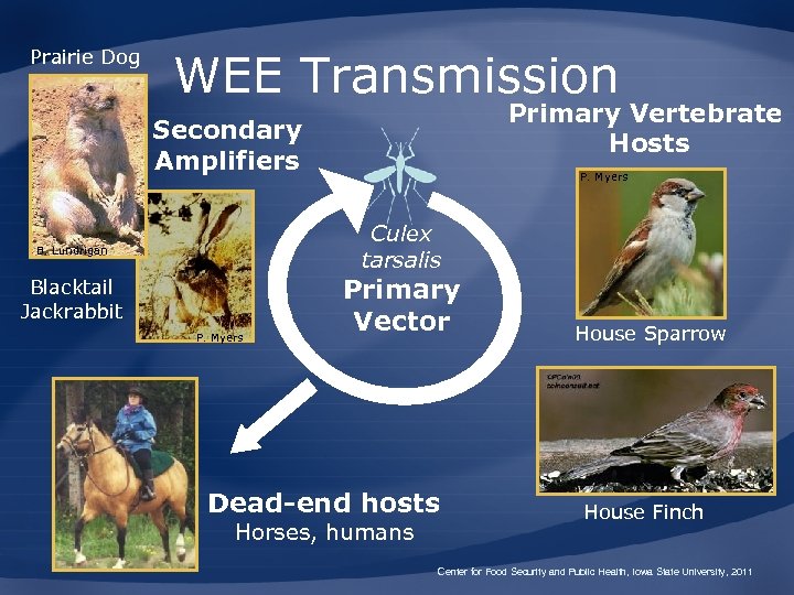 Prairie Dog WEE Transmission Primary Vertebrate Hosts Secondary Amplifiers P. Myers Culex tarsalis B.