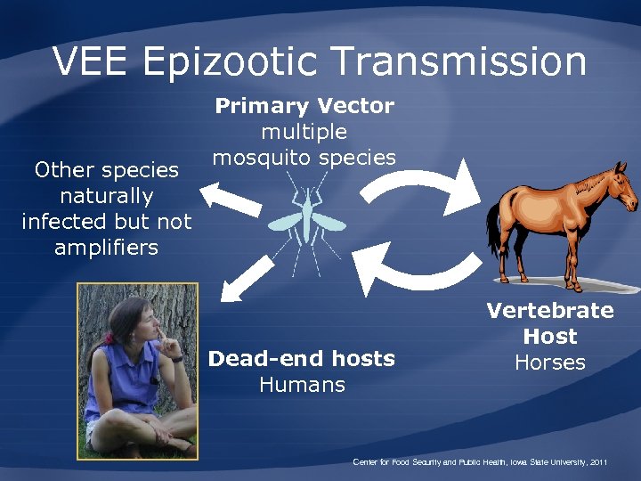VEE Epizootic Transmission Other species naturally infected but not amplifiers Primary Vector multiple mosquito