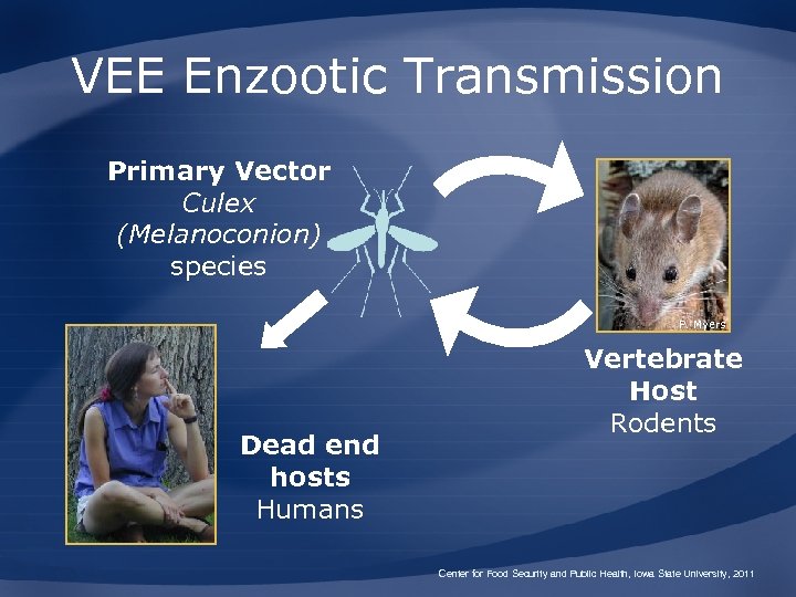 VEE Enzootic Transmission Primary Vector Culex (Melanoconion) species P. Myers Dead end hosts Humans