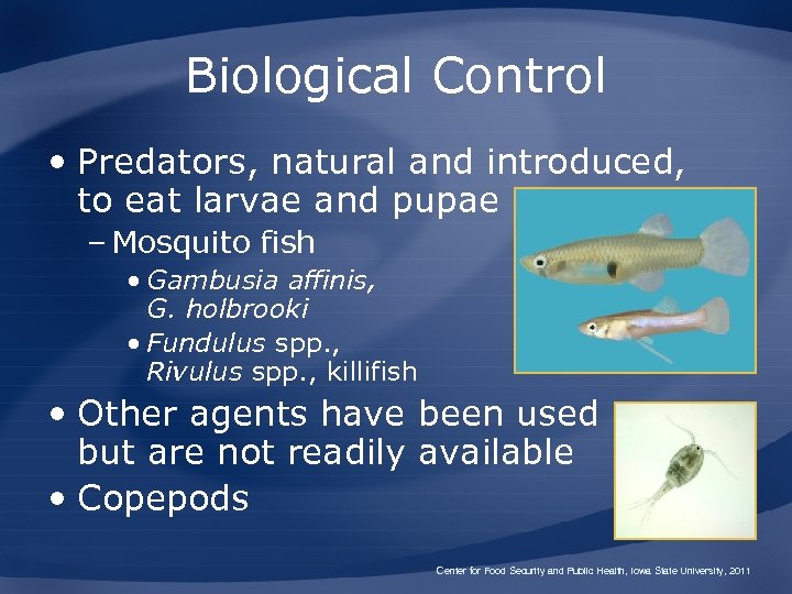 Biological Control • Predators, natural and introduced, to eat larvae and pupae – Mosquito