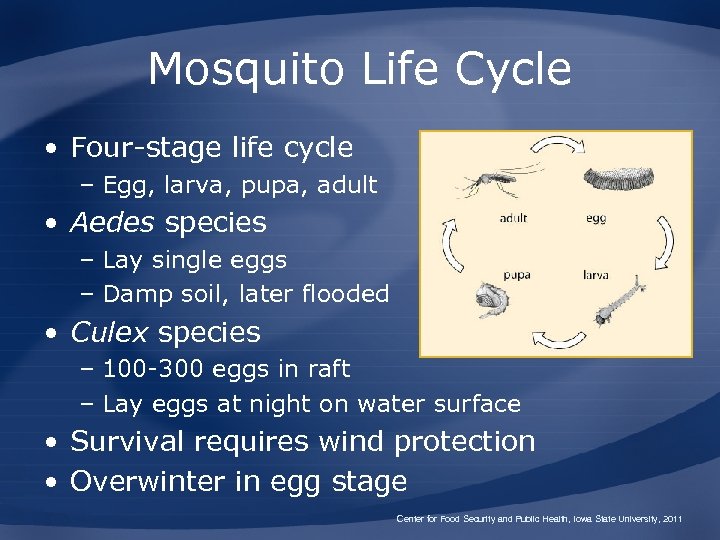 Mosquito Life Cycle • Four-stage life cycle – Egg, larva, pupa, adult • Aedes