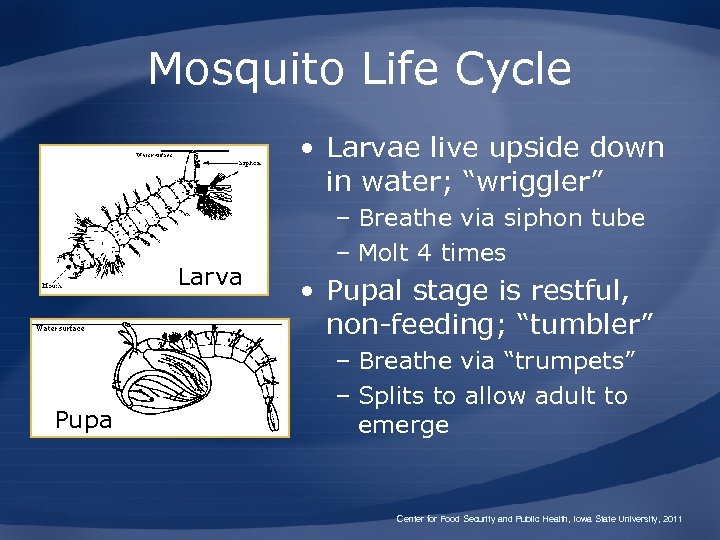 Mosquito Life Cycle • Larvae live upside down in water; “wriggler” Larva Pupa –