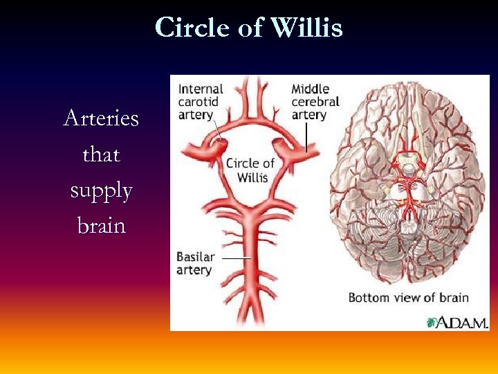 Circle of Willis Arteries that supply brain 