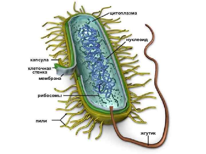 цитоплазма нуклеоид капсула клеточная стенка мембрана рибосомы пили жгутик 