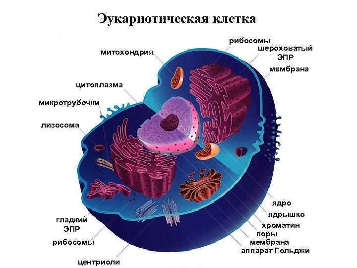 Эукариотическая клетка митохондрия рибосомы шероховатый ЭПР мембрана цитоплазма микротрубочки лизосома гладкий ЭПР рибосомы центриоли