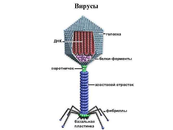 Вирусы головка ДНК белки-ферменты воротничок хвостовой отросток фибриллы базальная пластинка 