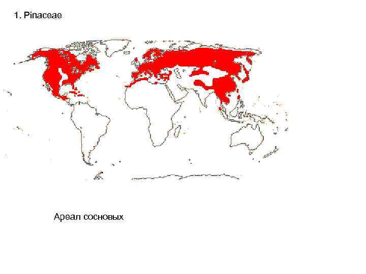 1. Pinaceae Ареал сосновых 