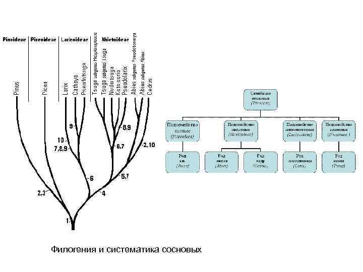 Филогения и систематика сосновых 