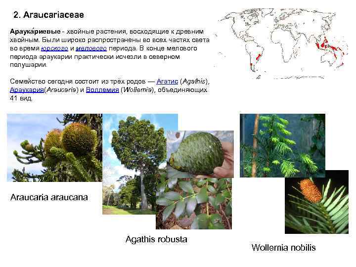 2. Araucariaceae Араука риевые - хвойные растения, восходящие к древним хвойным. Были широко распространены