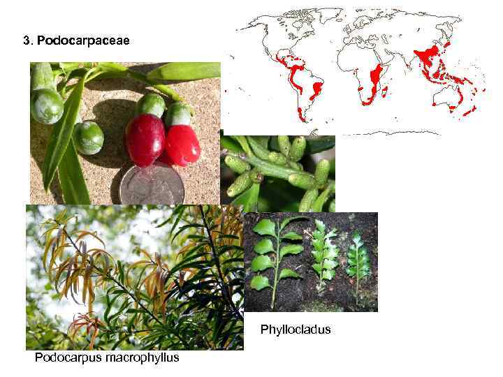 3. Podocarpaceae Phyllocladus Podocarpus macrophyllus 